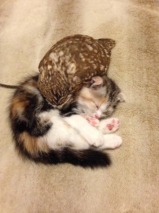 Illustration for article titled When a Cat and an Owl Develop a Beautiful Friendship